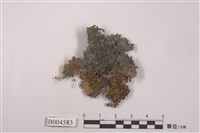 藏品(薄刃貓耳衣)的圖片